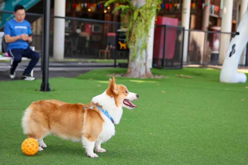 Compact Outdoor Dog House